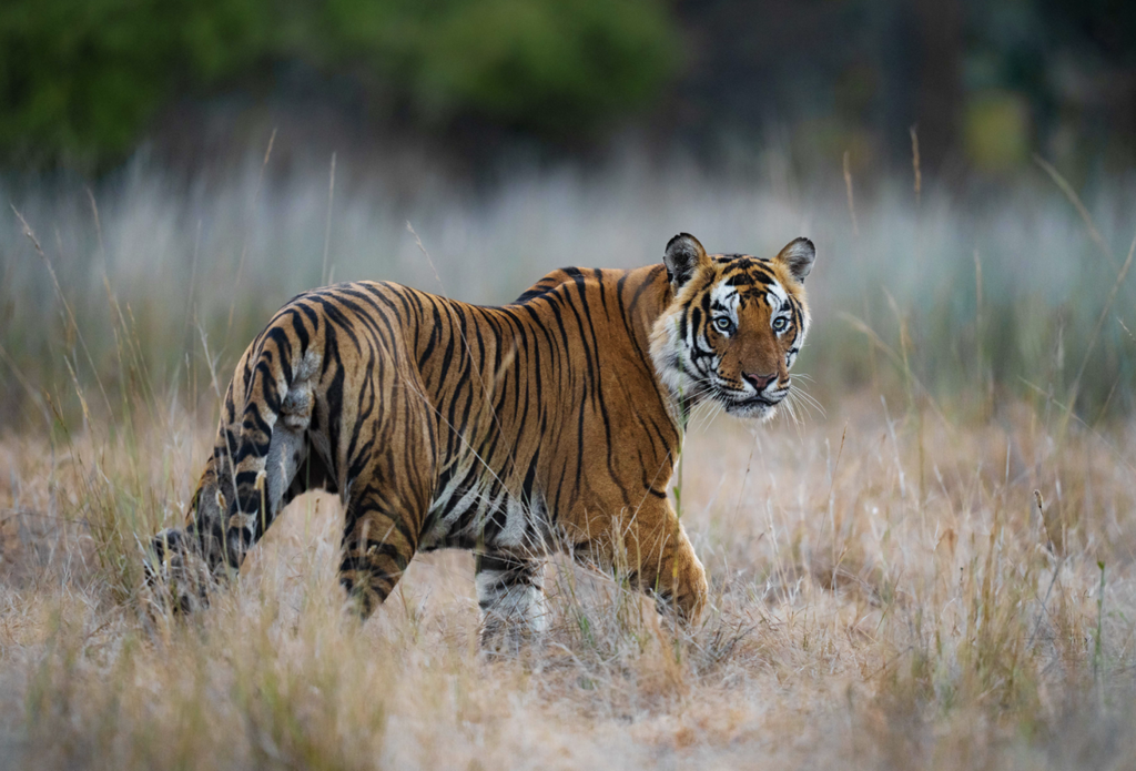 Best tiger safaris in india